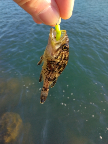 クロソイの釣果