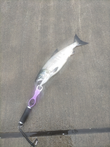 アキアジの釣果