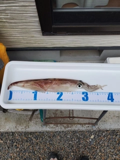ヤリイカの釣果