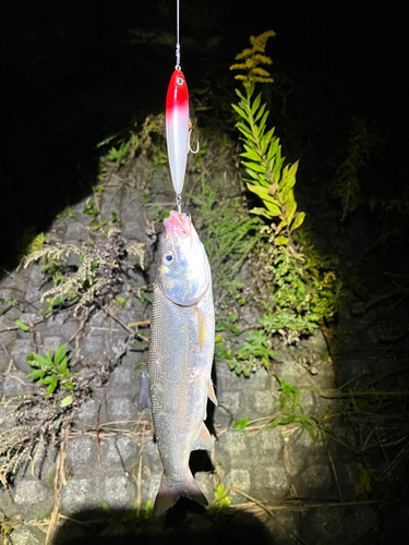 ウグイの釣果