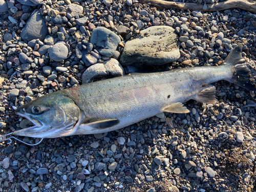 アキアジの釣果