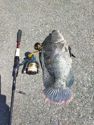 イズミダイの釣果