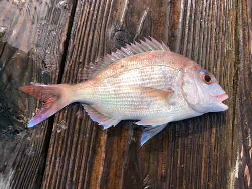 タイの釣果