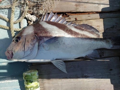 コショウダイの釣果