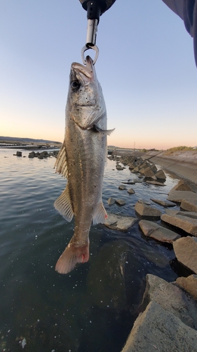 スズキの釣果