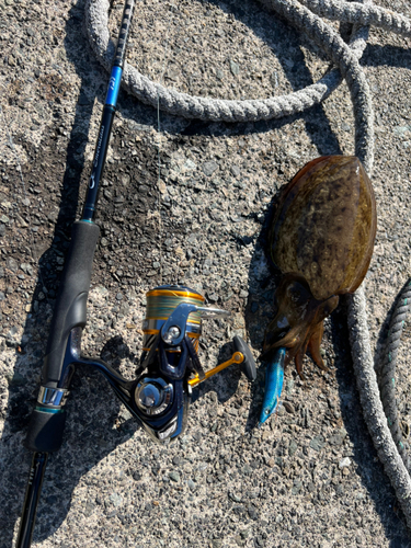 コウイカの釣果