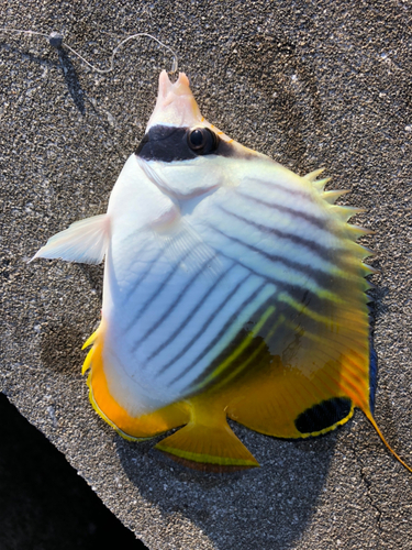 チョウチョウウオの釣果