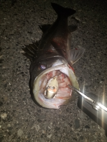 シーバスの釣果