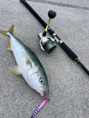 カンパチの釣果