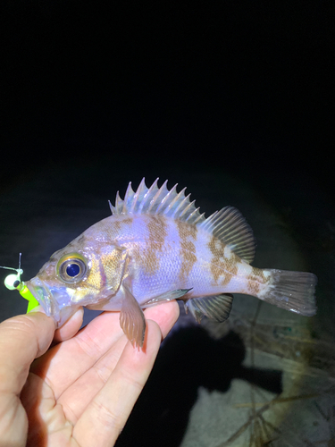 メバルの釣果