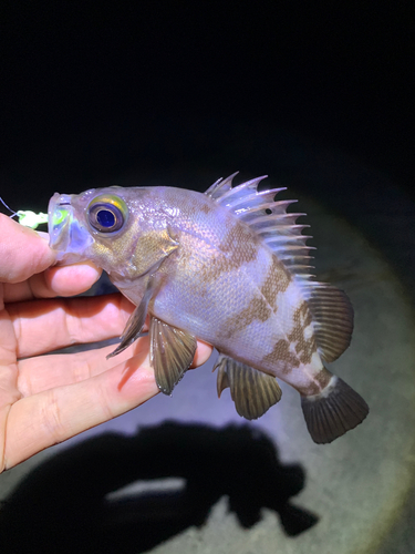 メバルの釣果