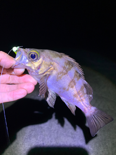 メバルの釣果