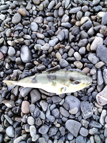 シロサバフグの釣果