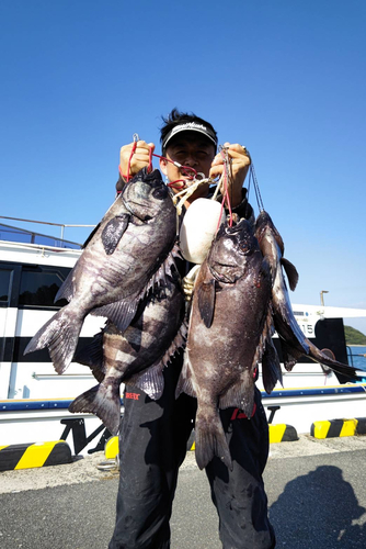 イシダイの釣果