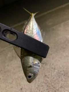 アオアジの釣果