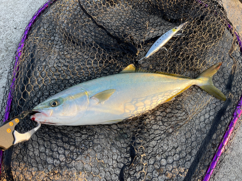 ワカシの釣果