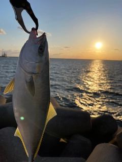 ワカシの釣果