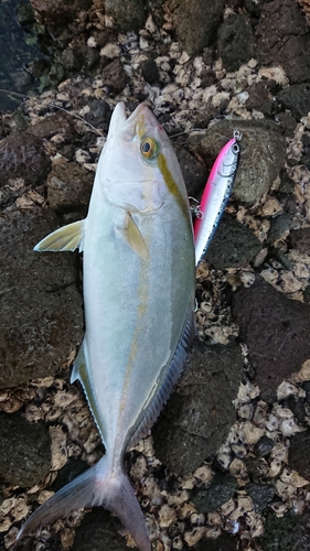 カンパチの釣果