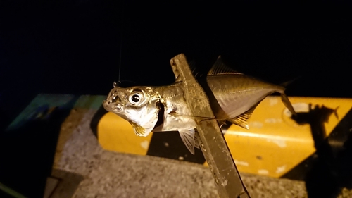 マアジの釣果