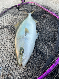 イナダの釣果