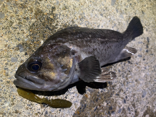 クロソイの釣果