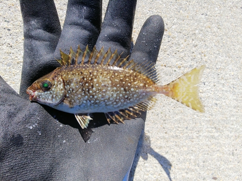 アイゴの釣果