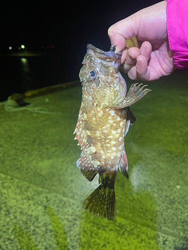 アラカブの釣果