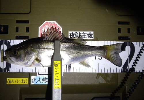 シーバスの釣果