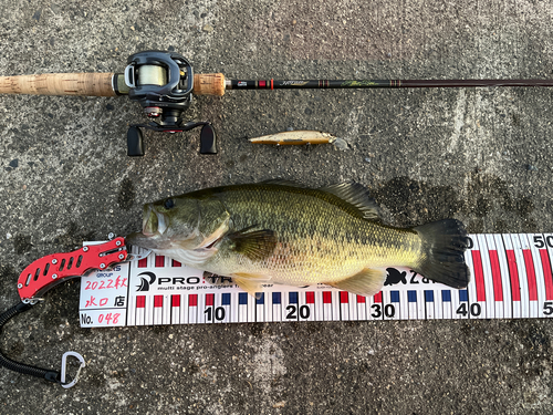 ブラックバスの釣果