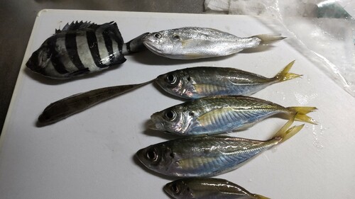 アジの釣果