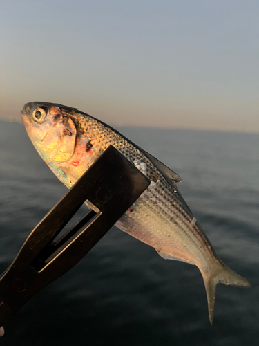 コノシロの釣果