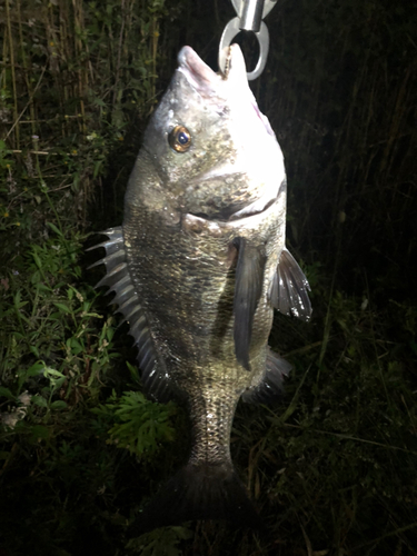 チヌの釣果