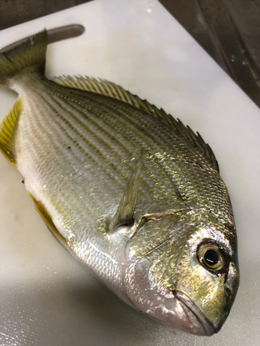 ヘダイの釣果