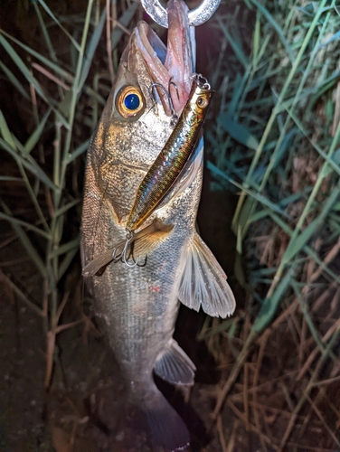 スズキの釣果