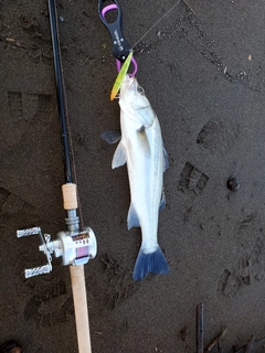 セイゴ（マルスズキ）の釣果