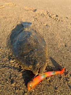 ヒラメの釣果