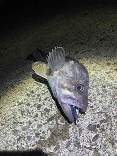 クロソイの釣果