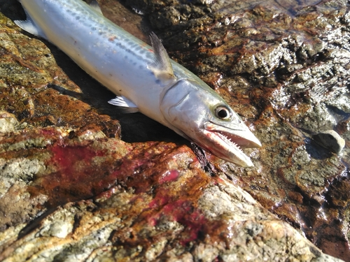 サゴシの釣果