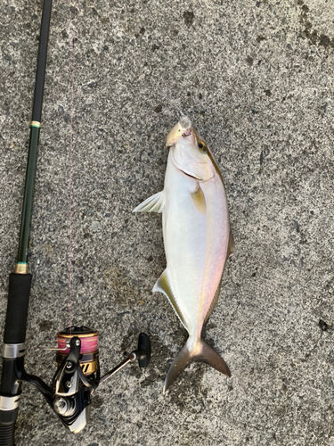 ショゴの釣果