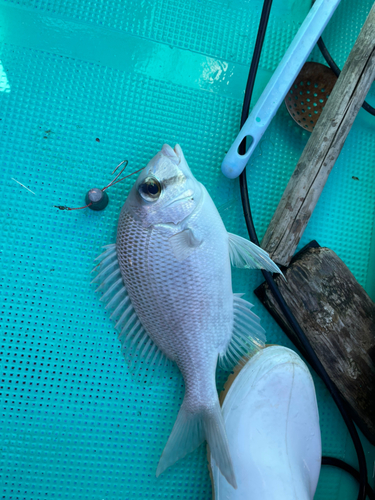 メイチダイの釣果