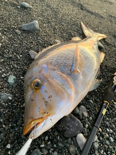 ハマフエフキの釣果