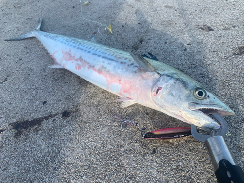 サゴシの釣果