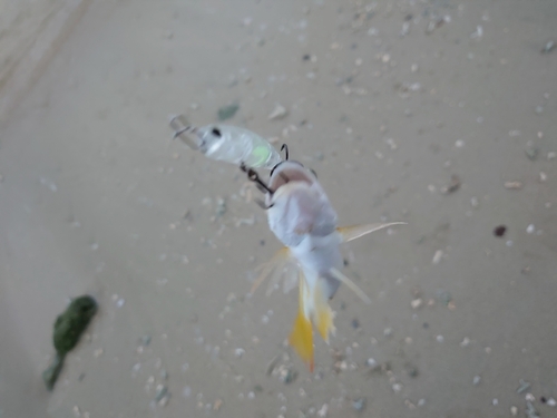 ヤマトビーの釣果