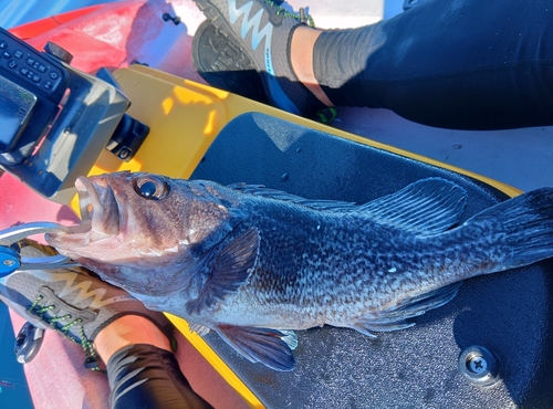 ソイの釣果