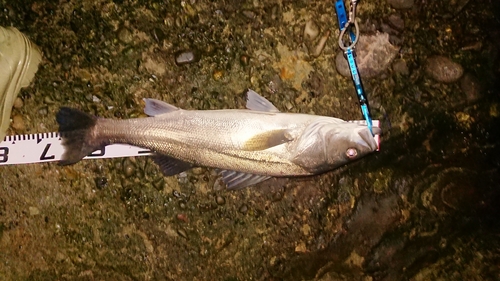 スズキの釣果