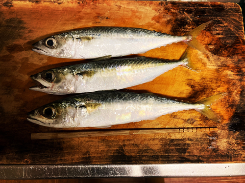 サバの釣果