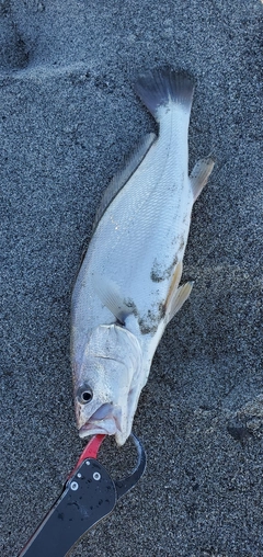 ニベの釣果