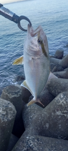 ショゴの釣果