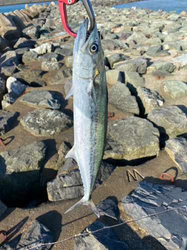 サゴシの釣果