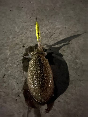 シリヤケイカの釣果